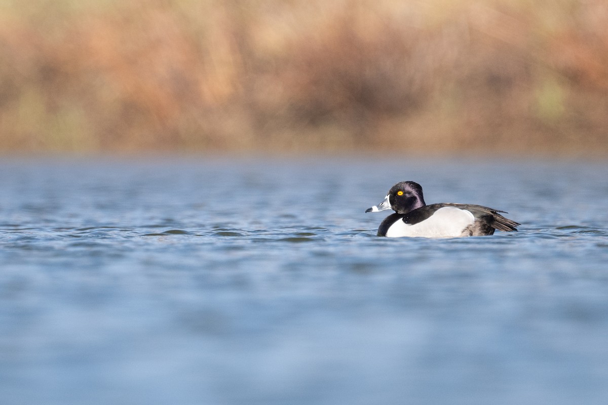 Ring-necked Duck - Brad Imhoff