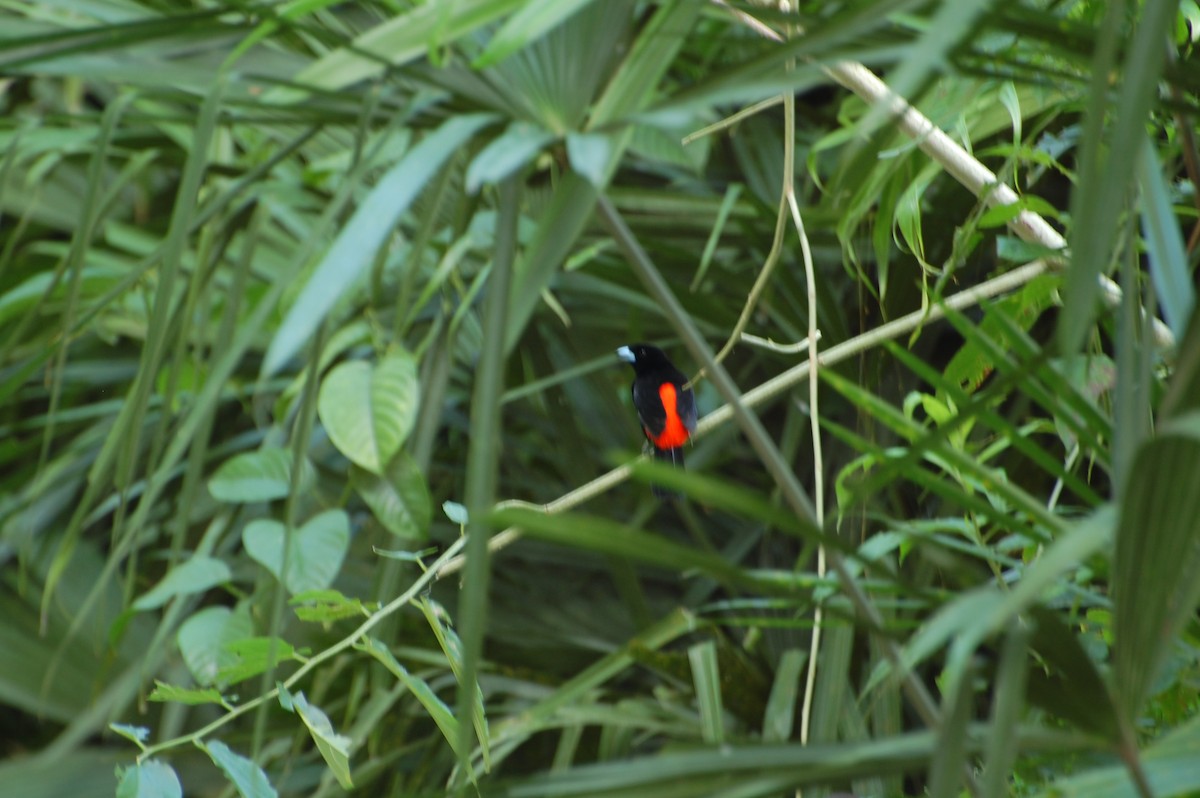 Scarlet-rumped Tanager - ML615965495