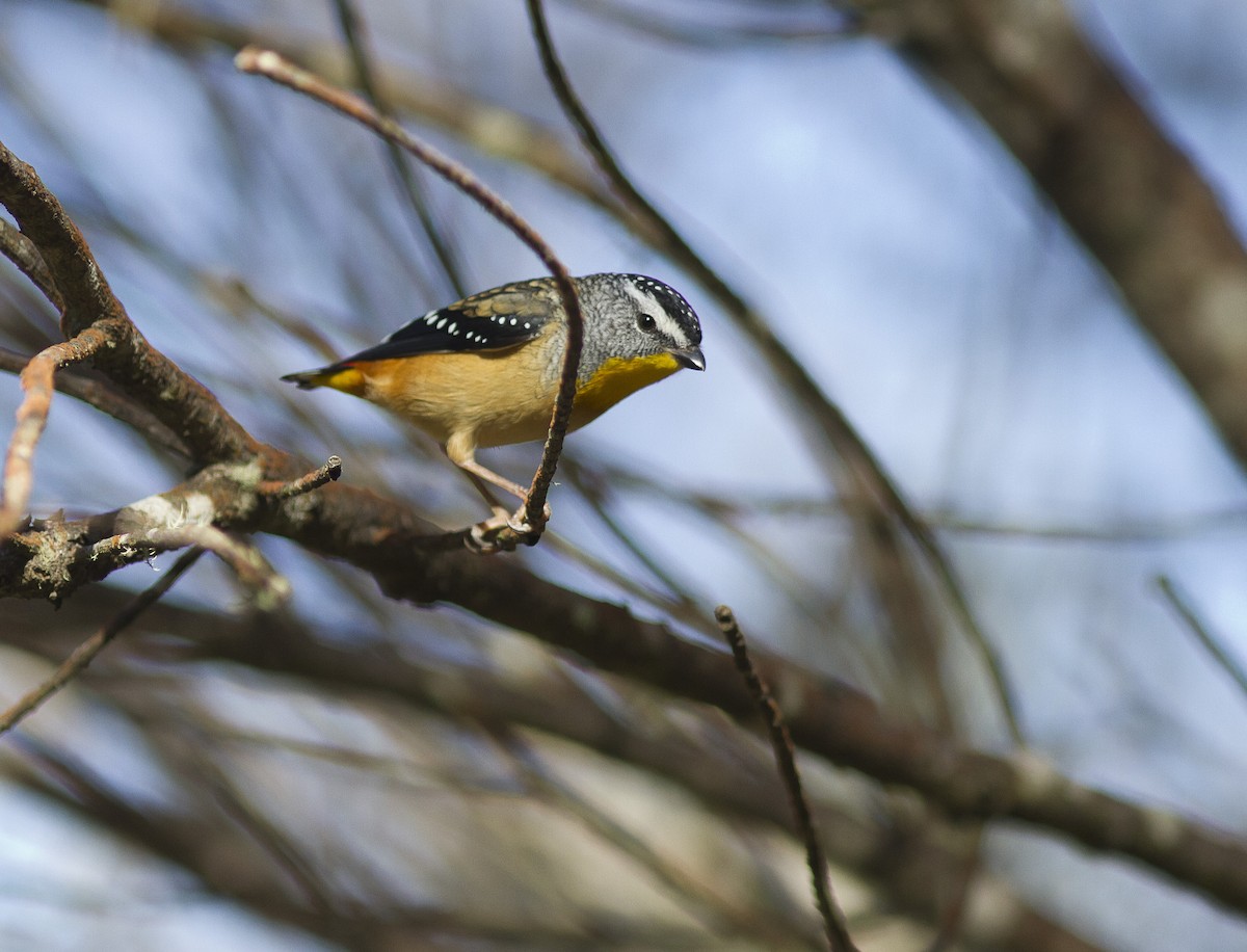 Spotted Pardalote (Spotted) - ML615965704