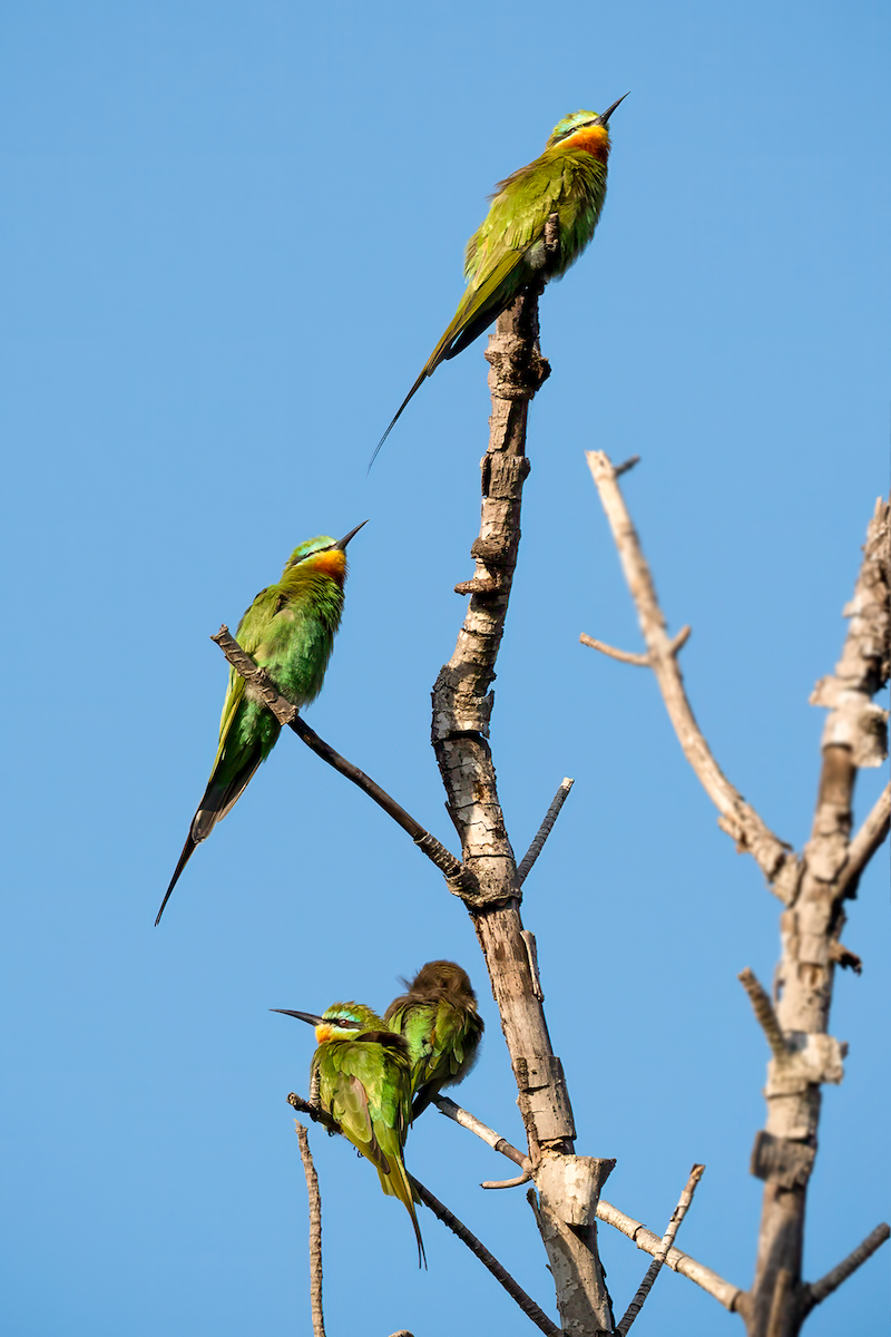 Blue-cheeked Bee-eater - ML615965719