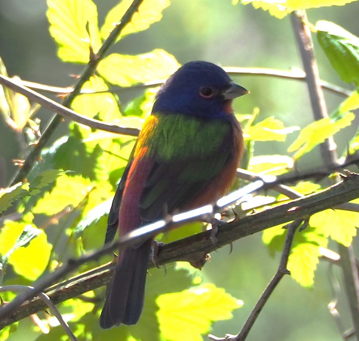 Painted Bunting - ML615965835
