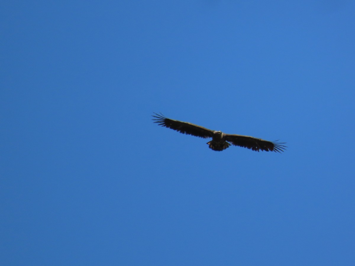 White-tailed Eagle - ML615965919