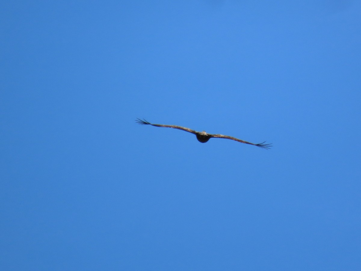 White-tailed Eagle - ML615965936