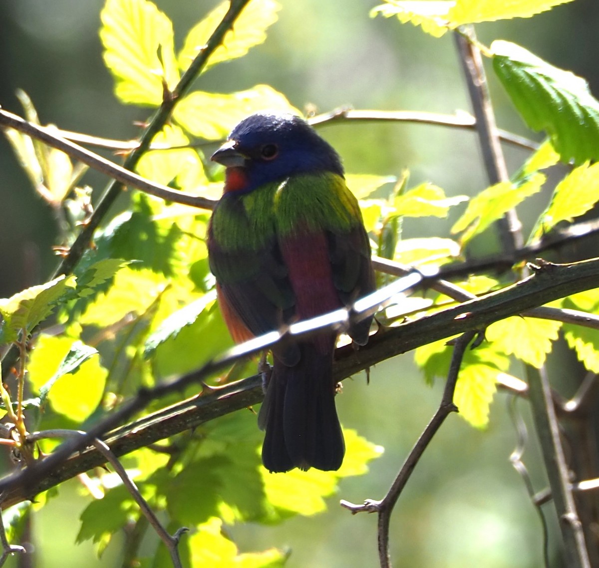 Painted Bunting - ML615965981