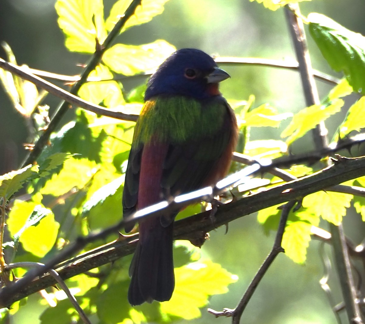 Painted Bunting - ML615965982