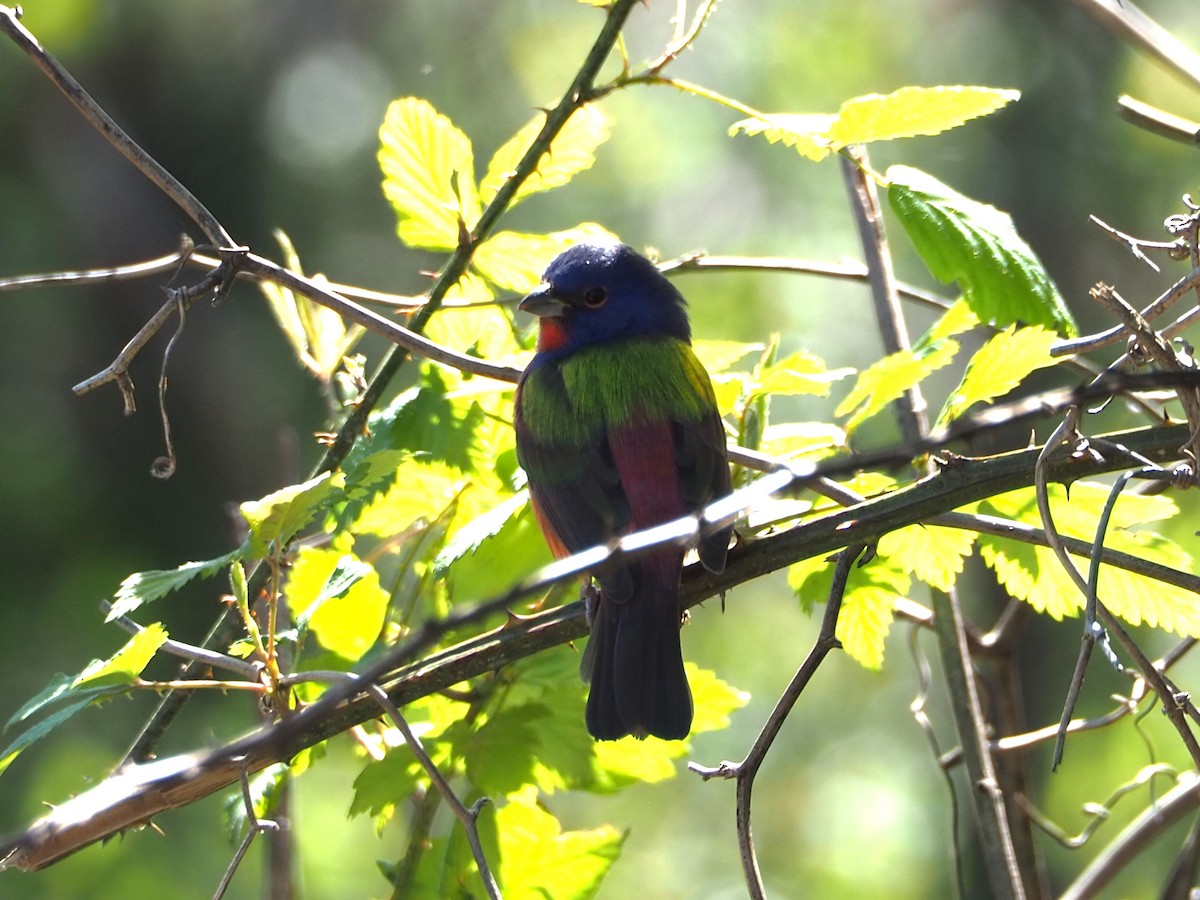 Painted Bunting - ML615965983