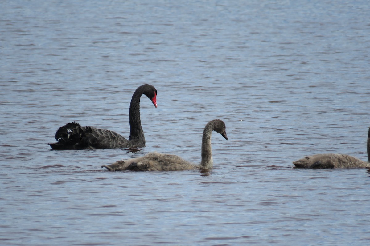 Black Swan - ML615966049