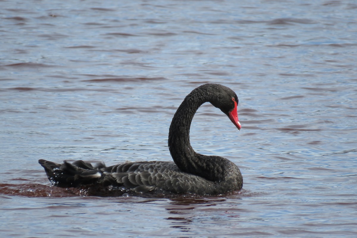 Black Swan - Elliot Hull