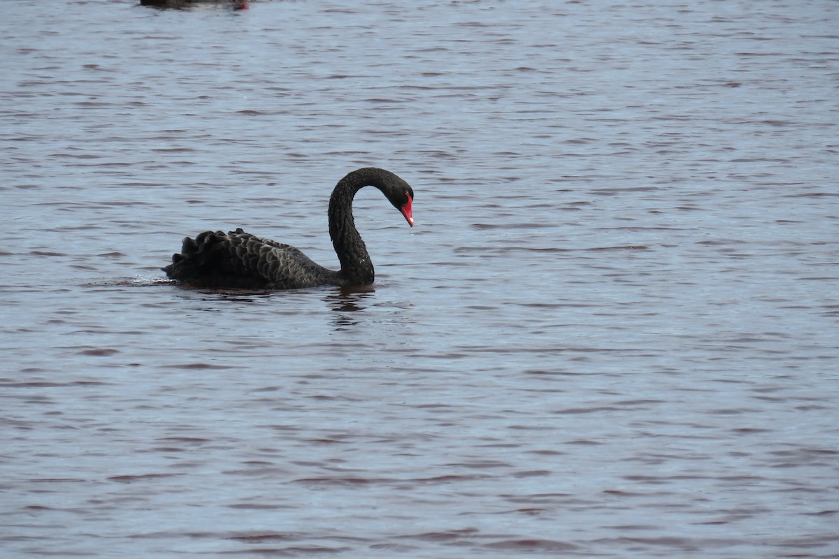 Black Swan - ML615966054