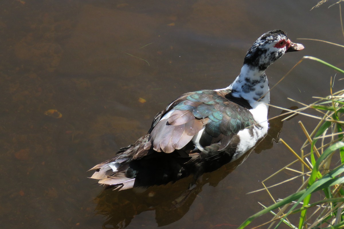 Muscovy Duck (Domestic type) - ML615966076