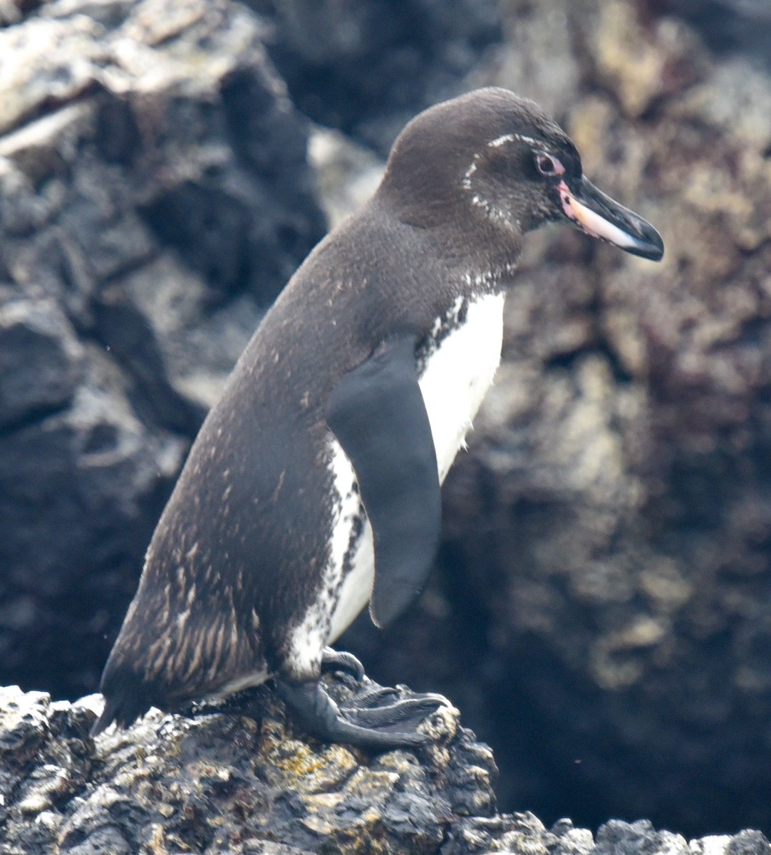 Galapagos Penguin - ML615966208