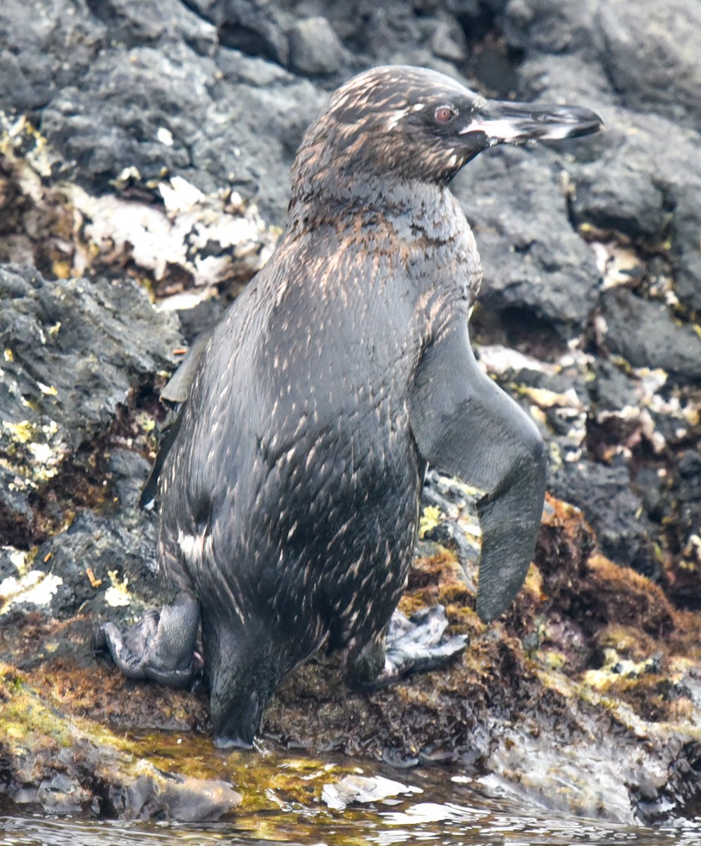 Galapagos Penguin - ML615966210