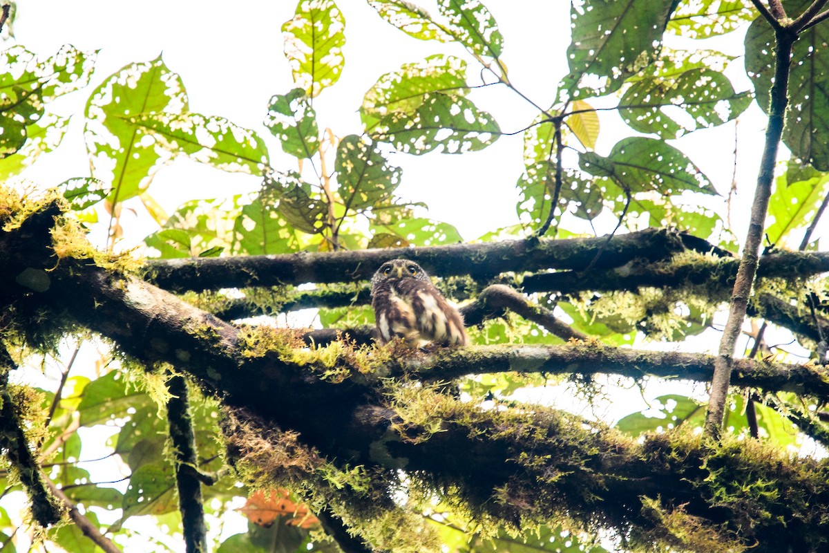 Cloud-forest Pygmy-Owl - ML615966329