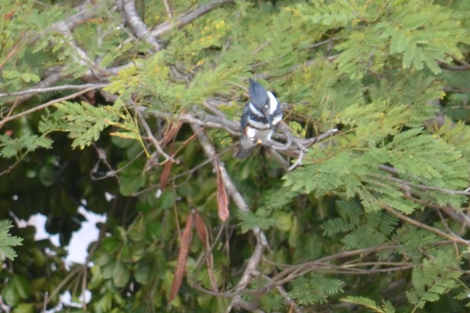 Belted Kingfisher - ML615966347