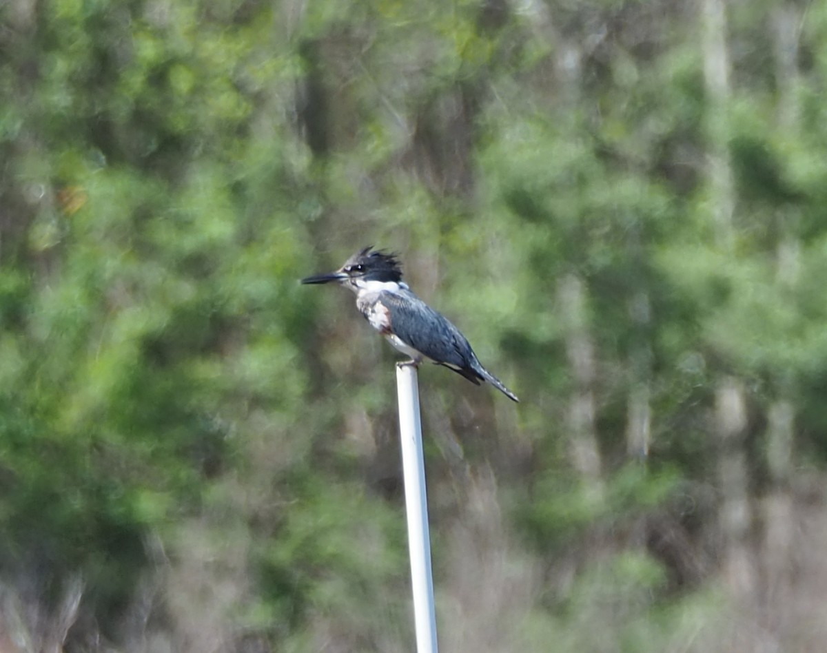 Belted Kingfisher - ML615966423
