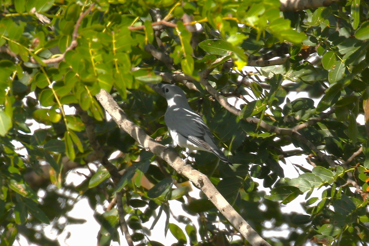 White-breasted Cuckooshrike - ML615966459