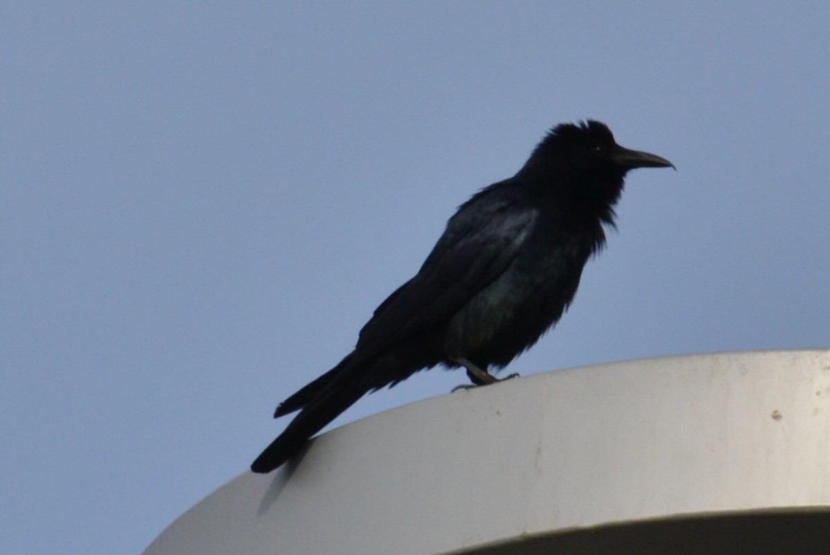 Sinaloa Crow - ML615966483