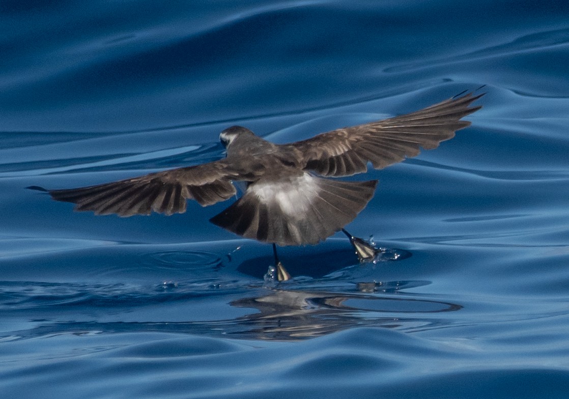 White-faced Storm-Petrel - ML615966489