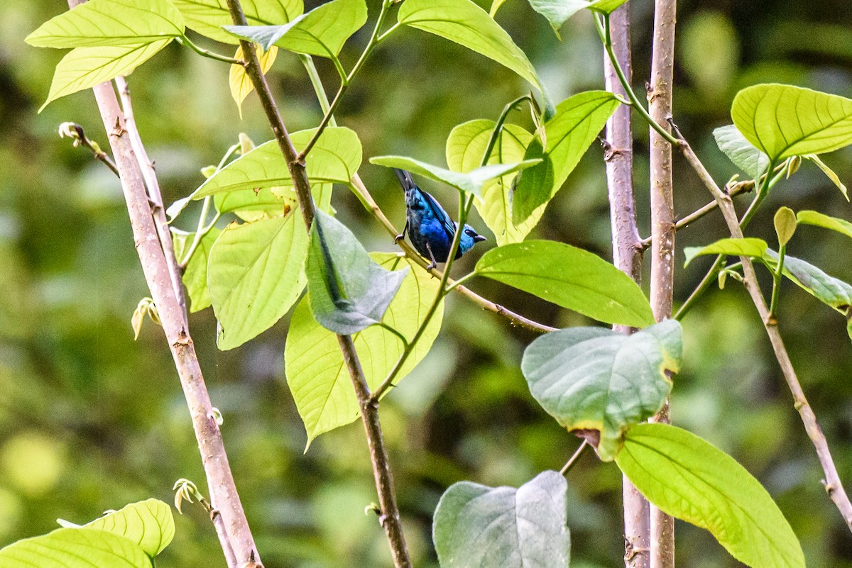 Blue-necked Tanager - Yvonne Burch
