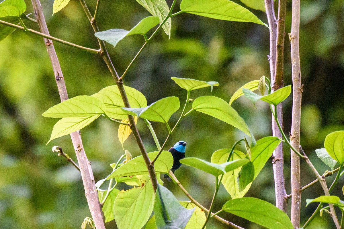 Blue-necked Tanager - ML615966542