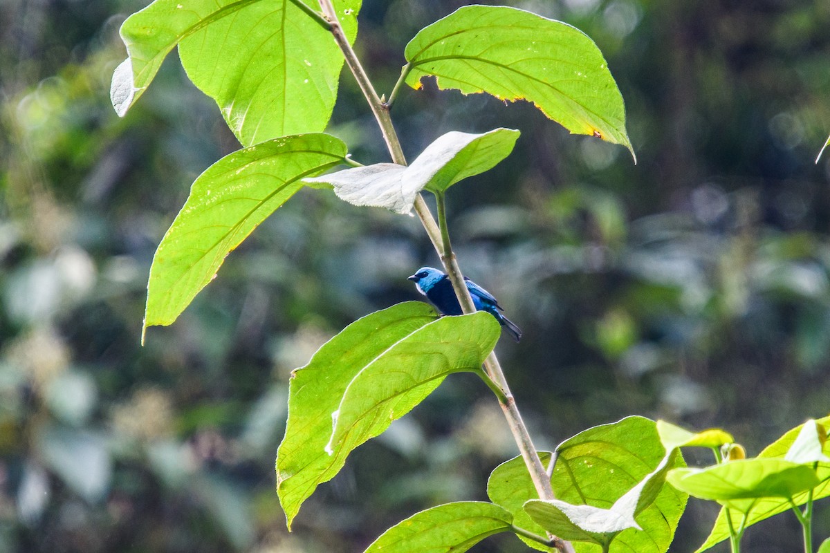 Blue-necked Tanager - ML615966544