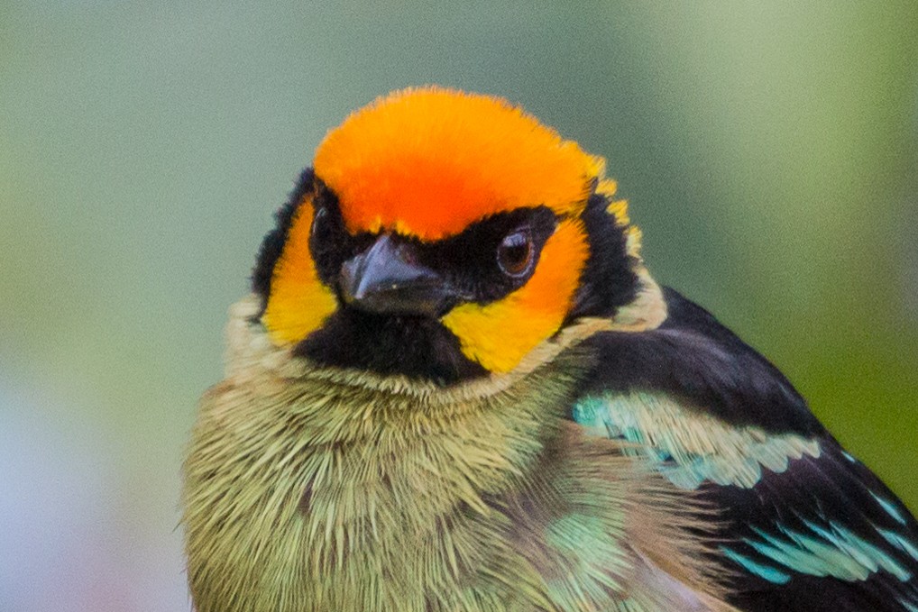 Flame-faced Tanager - ML615966578
