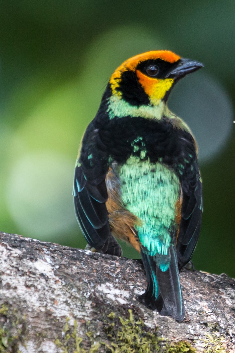 Flame-faced Tanager - ML615966579