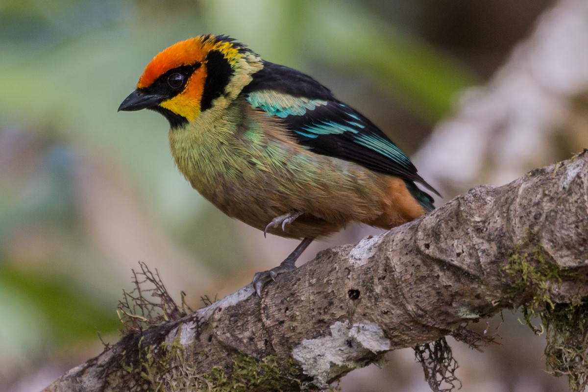 Flame-faced Tanager - ML615966580