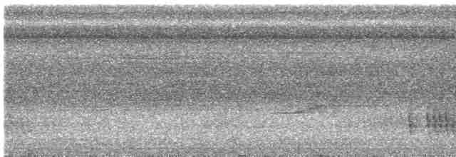 Pic ondé (groupe grammicus) - ML615966787