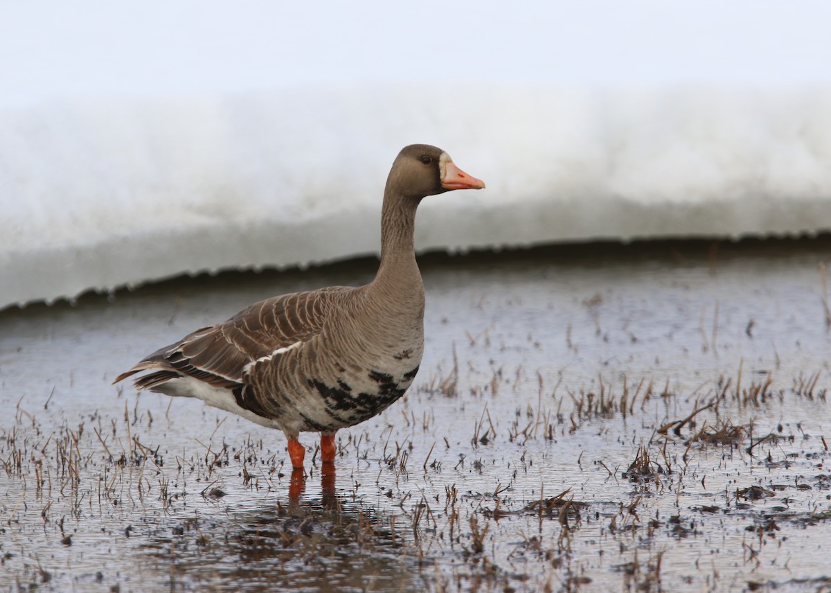 Greater White-fronted Goose - ML615966967