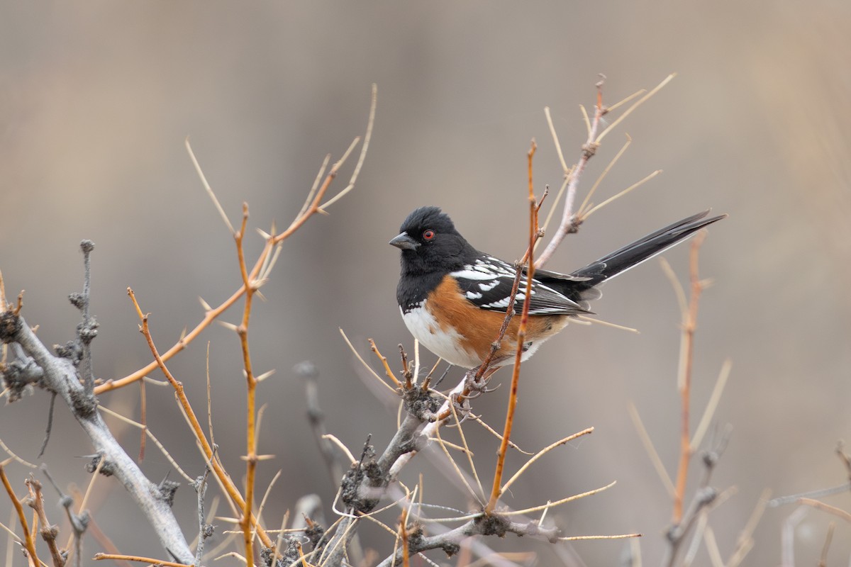 Spotted Towhee - ML615967012