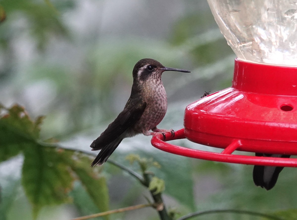 Speckled Hummingbird - ML615967016
