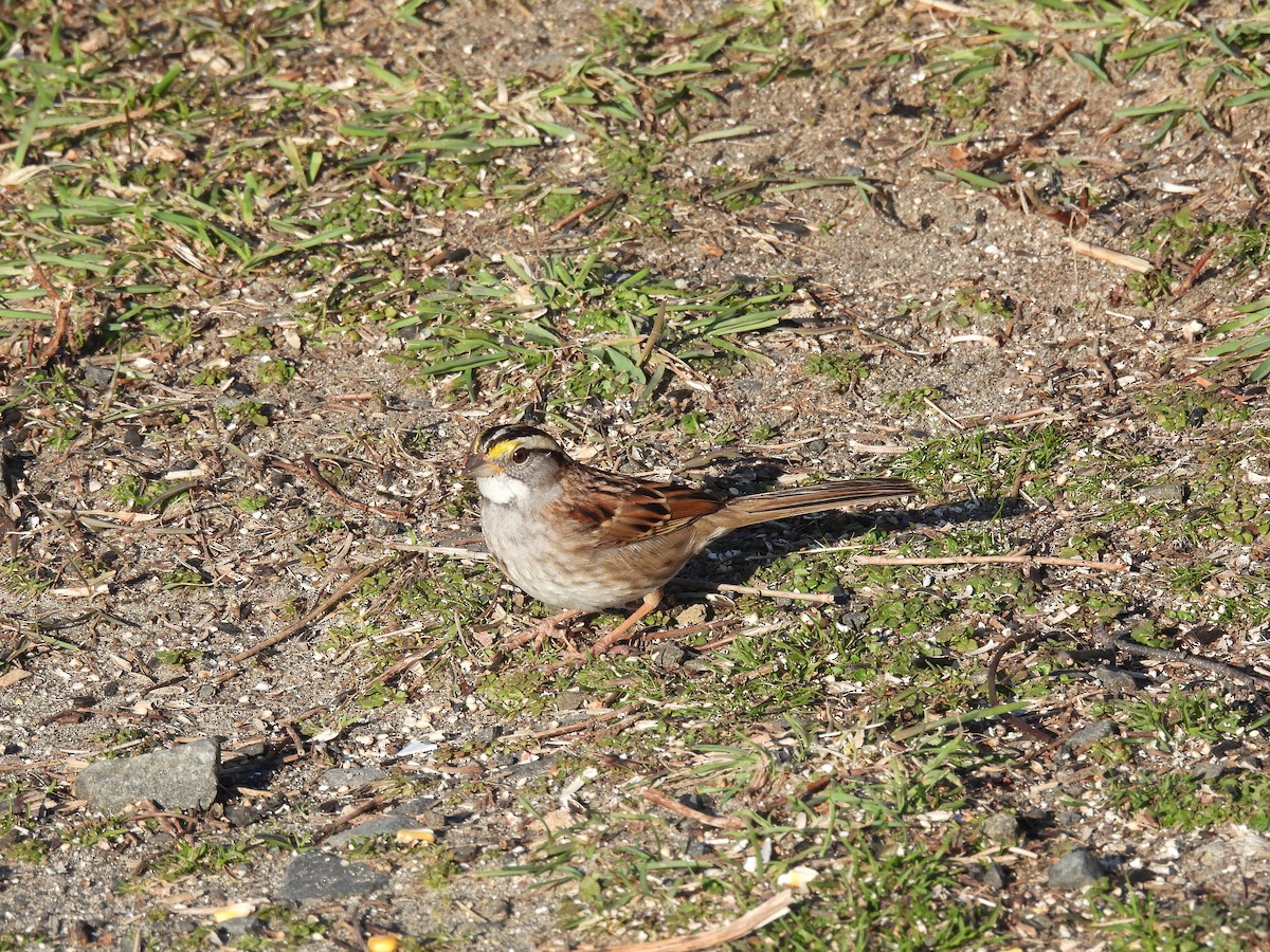 White-throated Sparrow - ML615967029