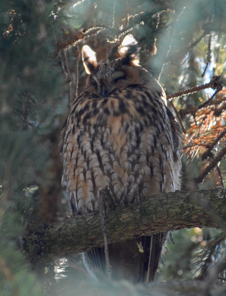 Long-eared Owl - ML615967112