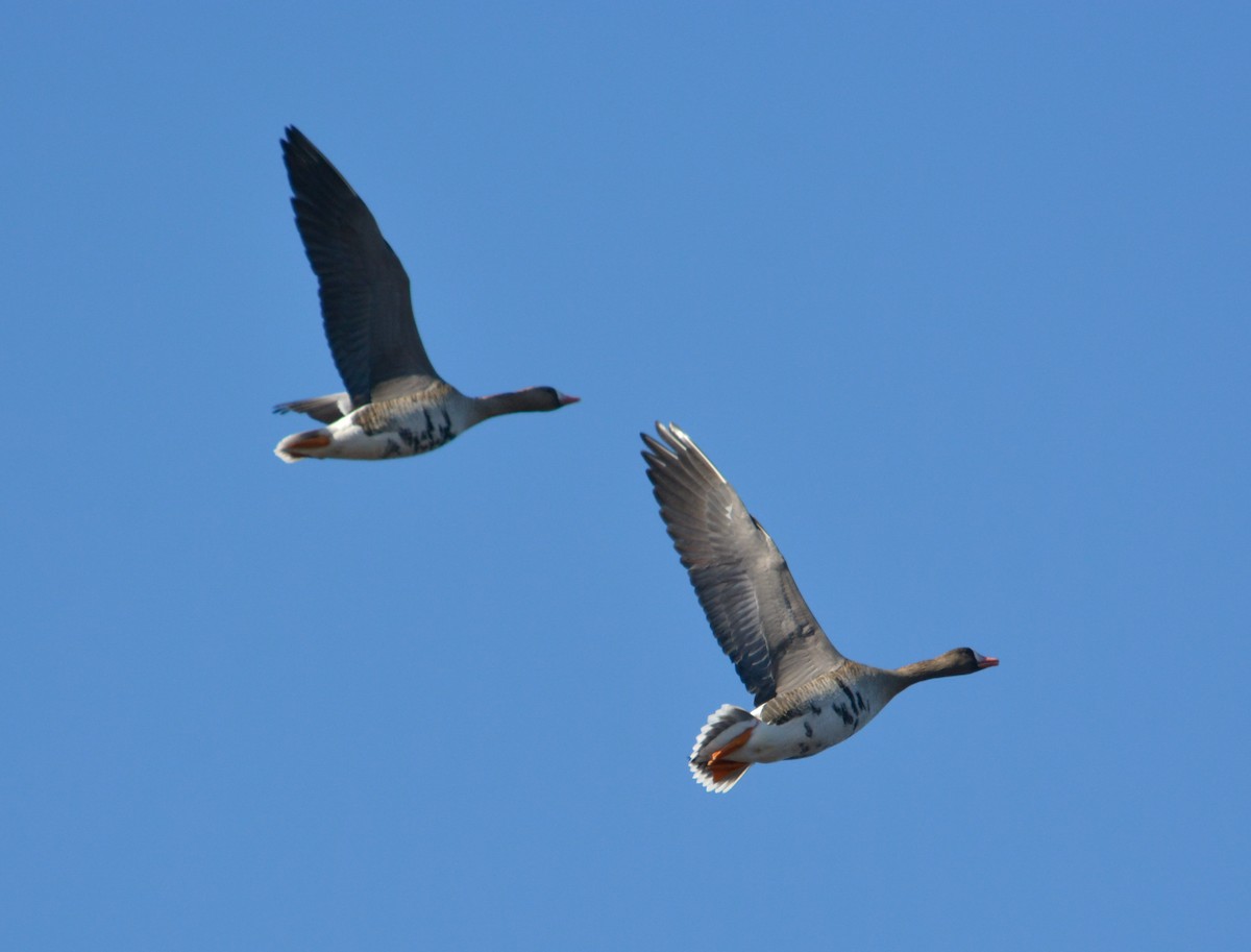 Greater White-fronted Goose - ML615967185