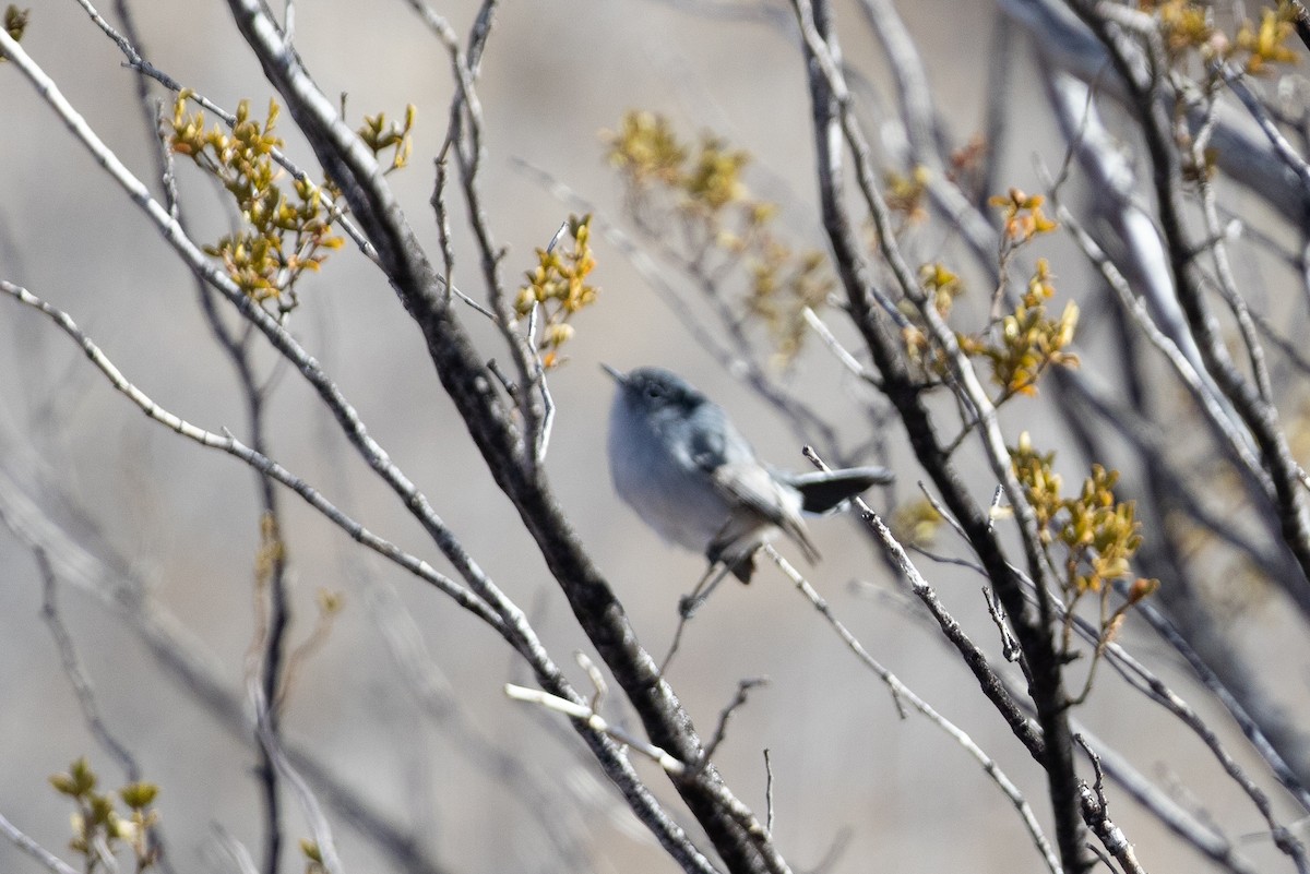 Black-tailed Gnatcatcher - Cory Gregory