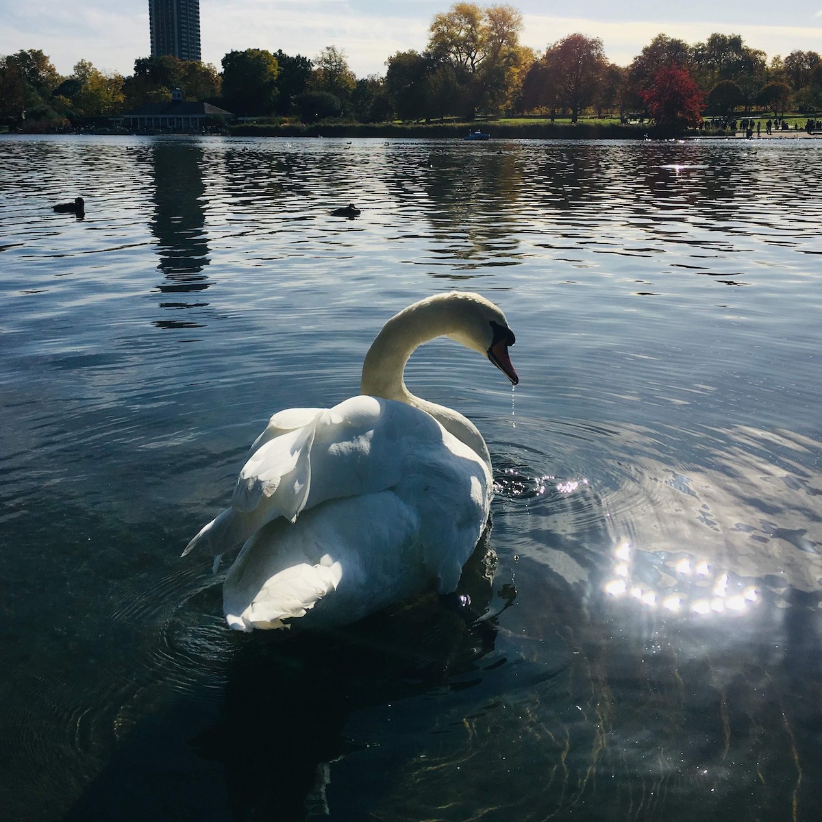 Mute Swan - Rohan Long