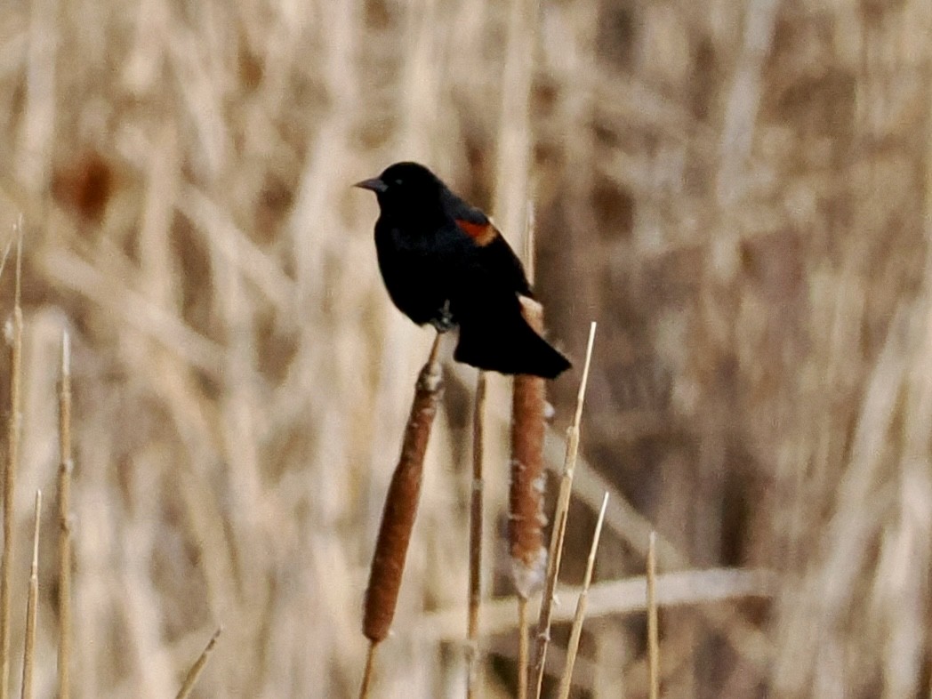 Red-winged Blackbird - ML615967745