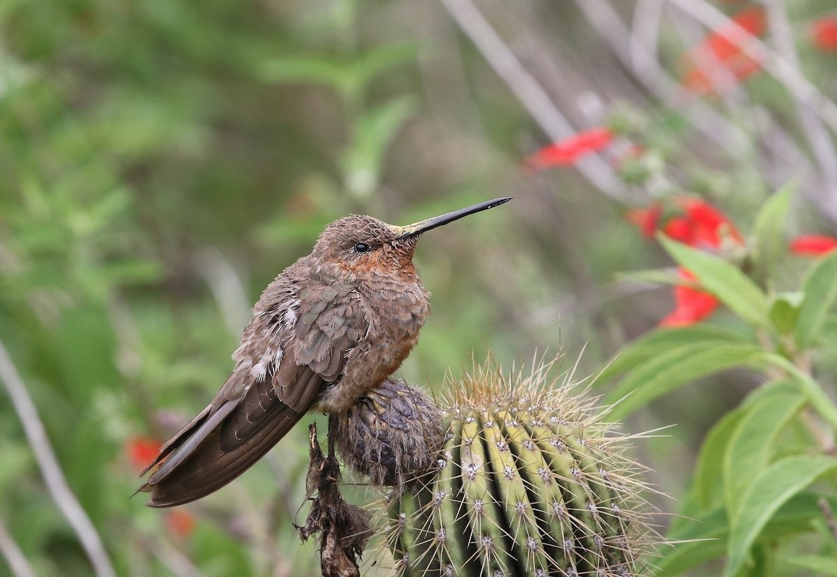 Giant Hummingbird - ML615967839