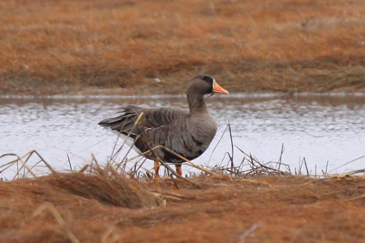 Greater White-fronted Goose - ML615967919