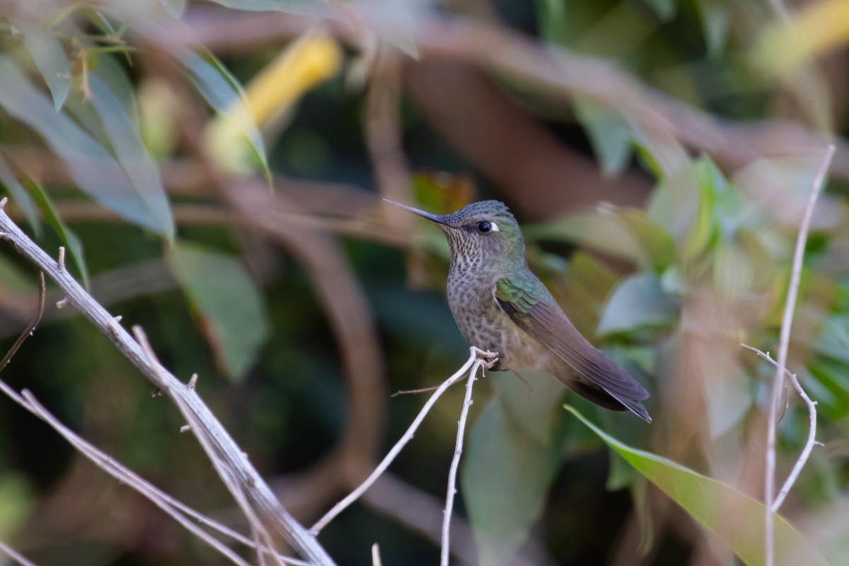 Green-backed Firecrown - ML615968118