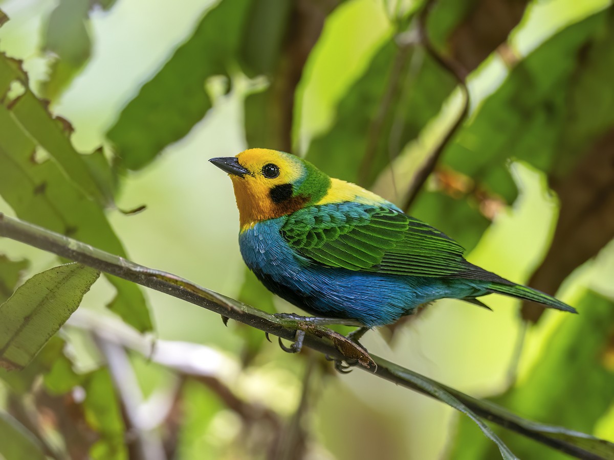 Multicolored Tanager - ML615968132