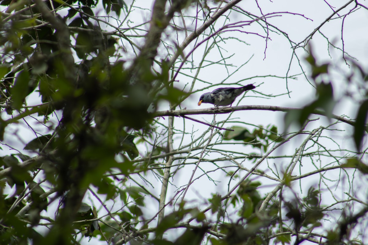 White-bellied Tanager - ML615968182