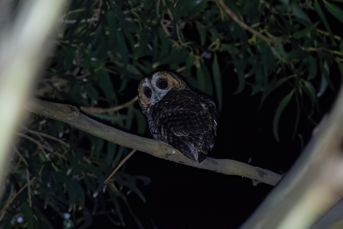 Rufous-banded Owl - ML615968264