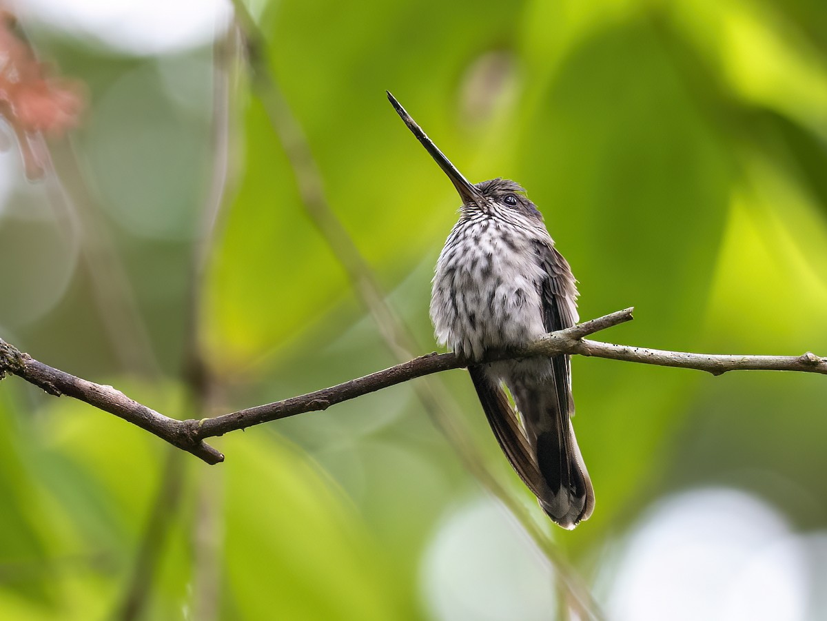 Tooth-billed Hummingbird - ML615968318