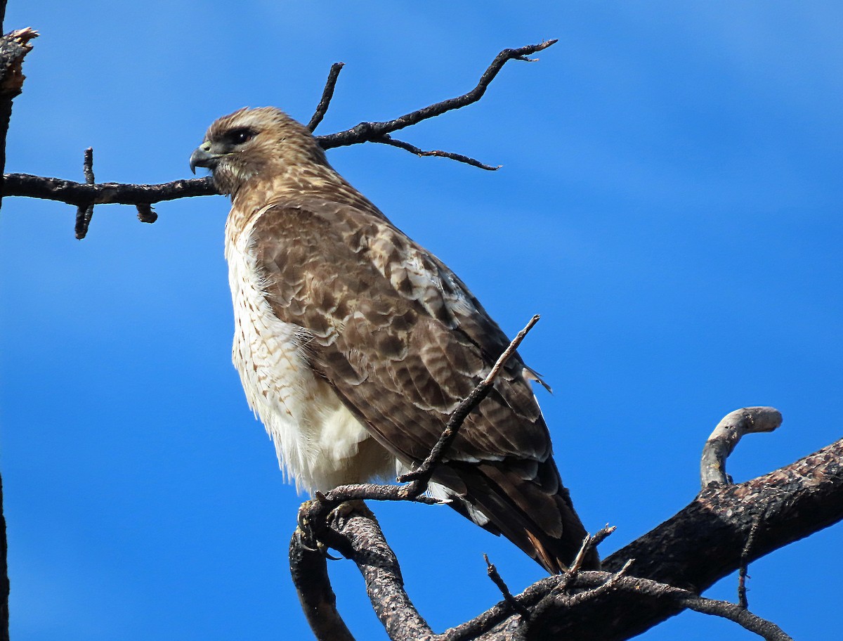 Red-tailed Hawk - ML615968505