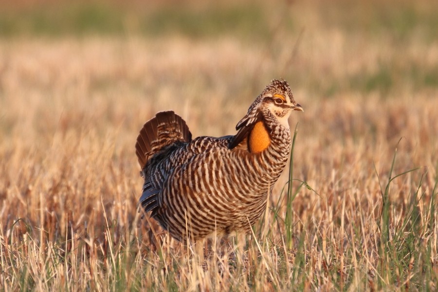 Greater Prairie-Chicken - ML615968564