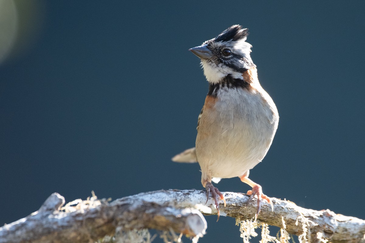 Rufous-collared Sparrow - ML615968645