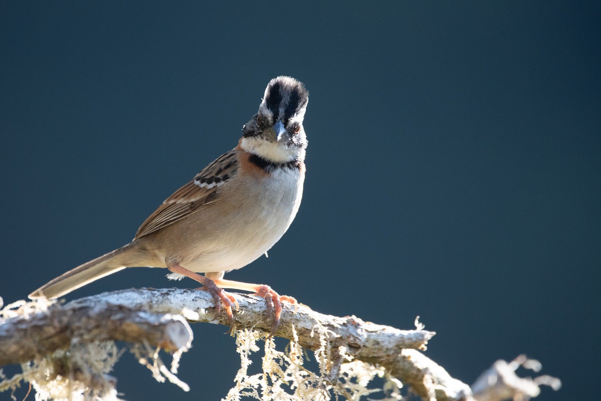 Rufous-collared Sparrow - ML615968649