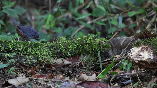 White-breasted Tapaculo - ML615968675